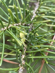 Misumena vatia