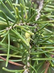 Misumena vatia