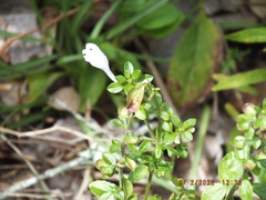 Scutellaria arenicola