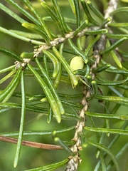Misumena vatia