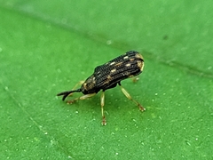 Sumitrosis inaequalis