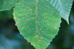 Acalitus ferrugineum