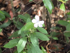 Ruellia caroliniensis