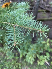 Picea glauca
