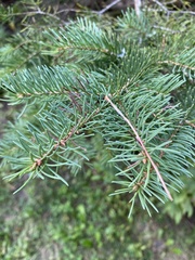 Picea glauca