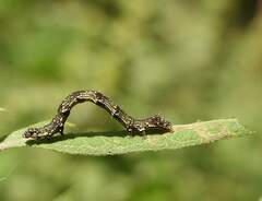 Ponometia erastrioides