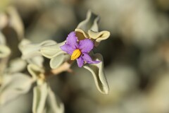 Solanum orbiculatum macrophyllum
