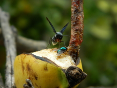 Synoeca septentrionalis