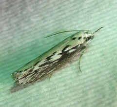 Ethmia semitenebrella