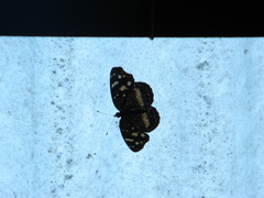 Anthanassa drusilla
