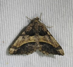 Frederickia hypaethrata