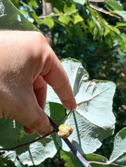 Ampelomyia vitispomum