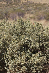 Solanum orbiculatum macrophyllum
