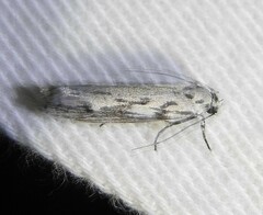Ethmia semitenebrella