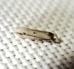 Tinea apicimaculella