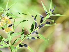 Asteromyia euthamiae