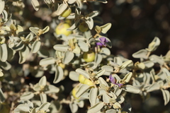 Solanum orbiculatum macrophyllum