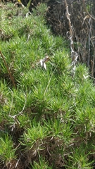 Plantago arborescens subsp. maderensis image
