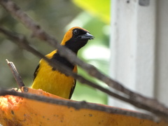 Icterus chrysater