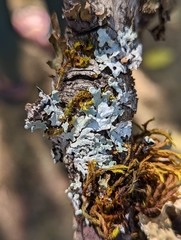 Hypotrachyna riparia