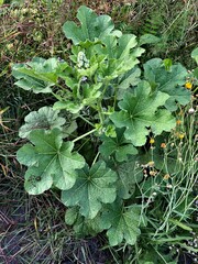 Alcea rosea