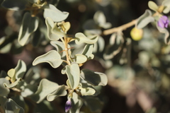 Solanum orbiculatum macrophyllum