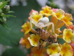Thomisidae