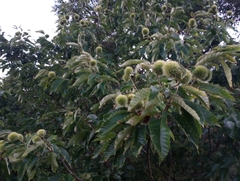 Castanea