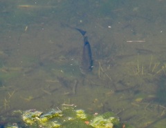 Micropterus salmoides