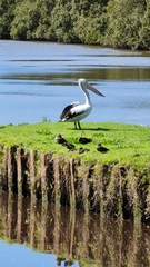 Pelecanus conspicillatus