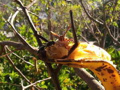 Polistes carnifex