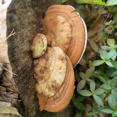 Ganoderma