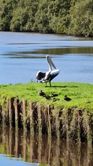 Pelecanus conspicillatus