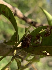 Asiophrida scaphoides
