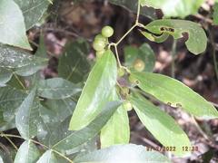 Smilax smallii