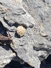 Catantopinae