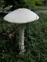 Saproamanita