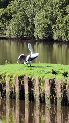 Pelecanus conspicillatus