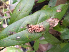 Lepidoptera
