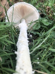 Saproamanita
