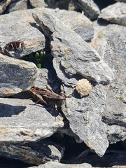Catantopinae