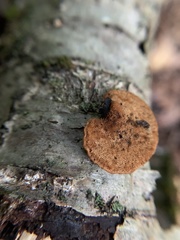 Cerioporus leptocephalus