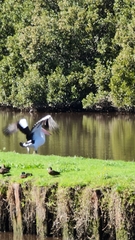 Pelecanus conspicillatus
