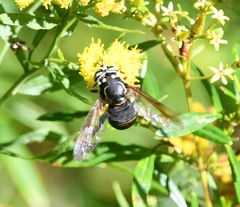 Spilomyia fusca