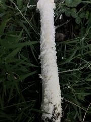 Saproamanita