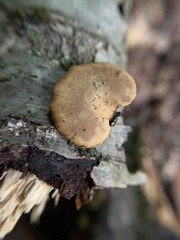 Cerioporus leptocephalus