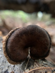 Cerioporus leptocephalus