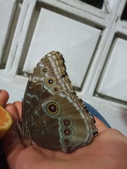 Morpho helenor peleides