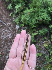 Colaptes auratus luteus