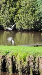 Pelecanus conspicillatus